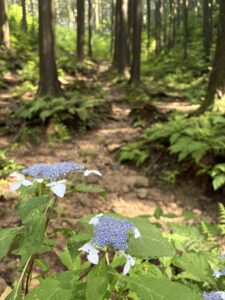 耳つぼダイエットブログ仕事終わりに奈良県大和葛城山へ